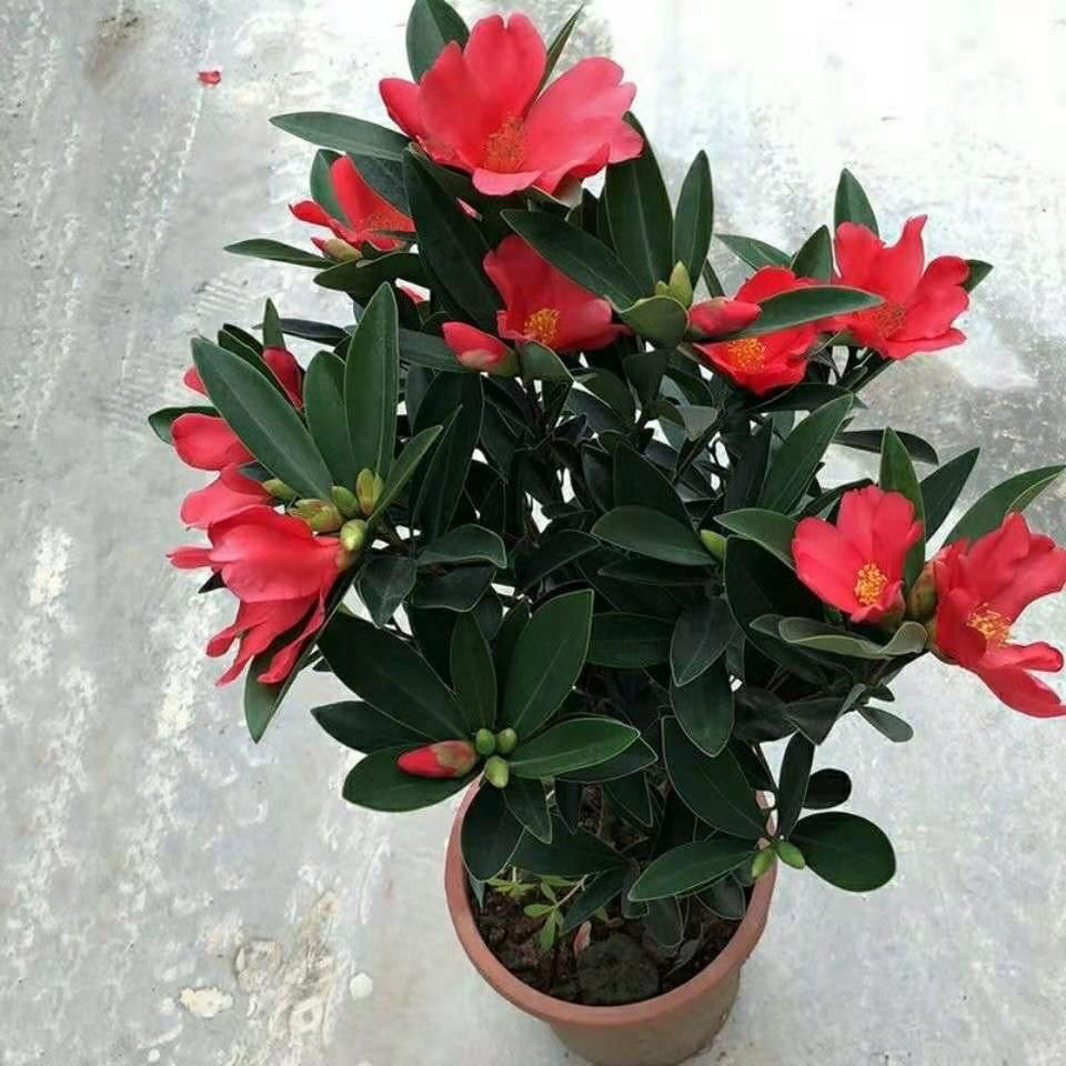 四季茶花开花不断大红盆栽树苗杜鹃红山茶阳台绿植花卉好养名贵花精选