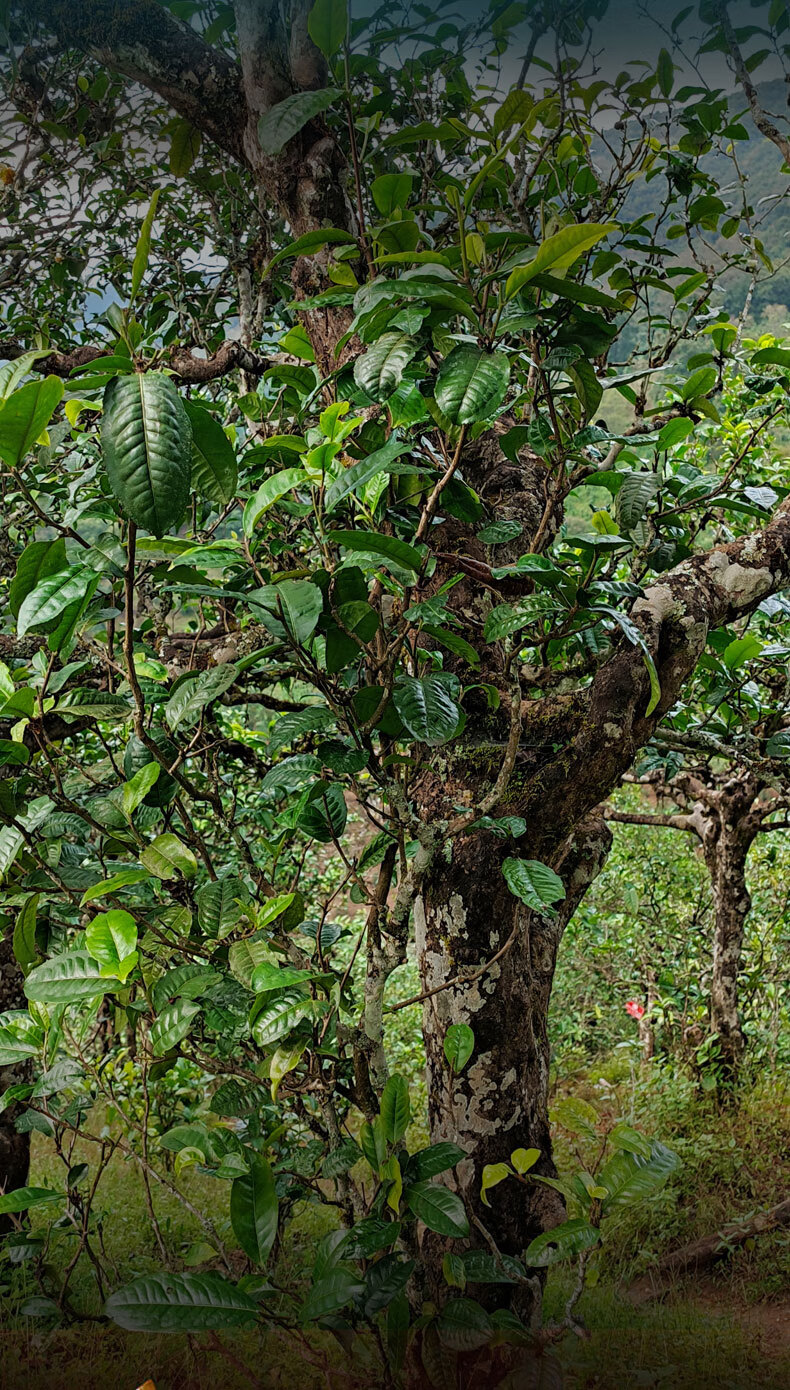 昔归庄园云南临沧普洱生茶茶叶昔归黄金叶当年茶1