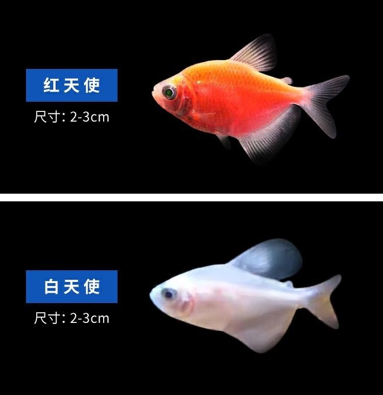 鱼柠檬青苹果柠檬绿老虎灯科鱼孔雀斑马小型热带观赏鱼 紫衣天使3-4cm