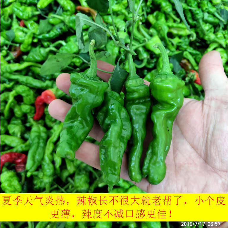 山东枣庄新鲜薄皮辣椒皱皮螺丝特辣土辣椒炒辣子鸡炒肉辣椒 1500g