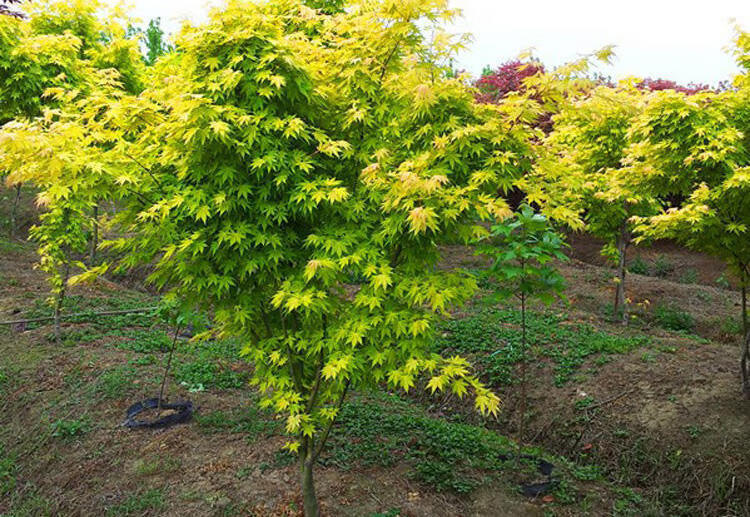 黄金枫树苗红枫日本黄金枫树苗盆栽风景树苗z5嫁接黄金枫9公分粗其他