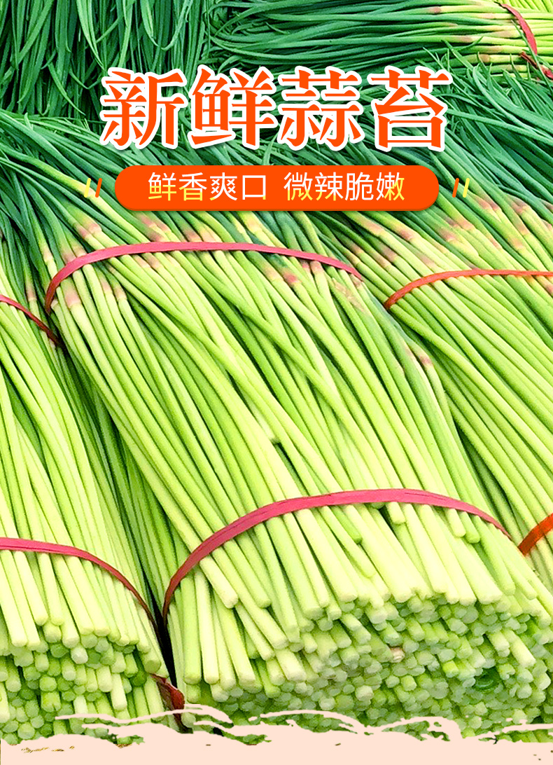 2021年新鲜蒜苔家蔬菜蒜薹蒜苗嫩蒜台3斤