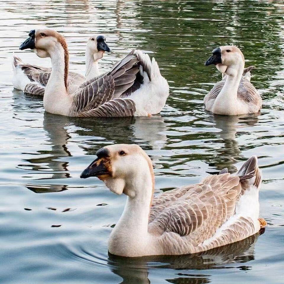 狮头鹅苗批发小鹅仔特大纯种狮子头鹅正宗灰狮头鹅苗大白鹅幼苗大种白