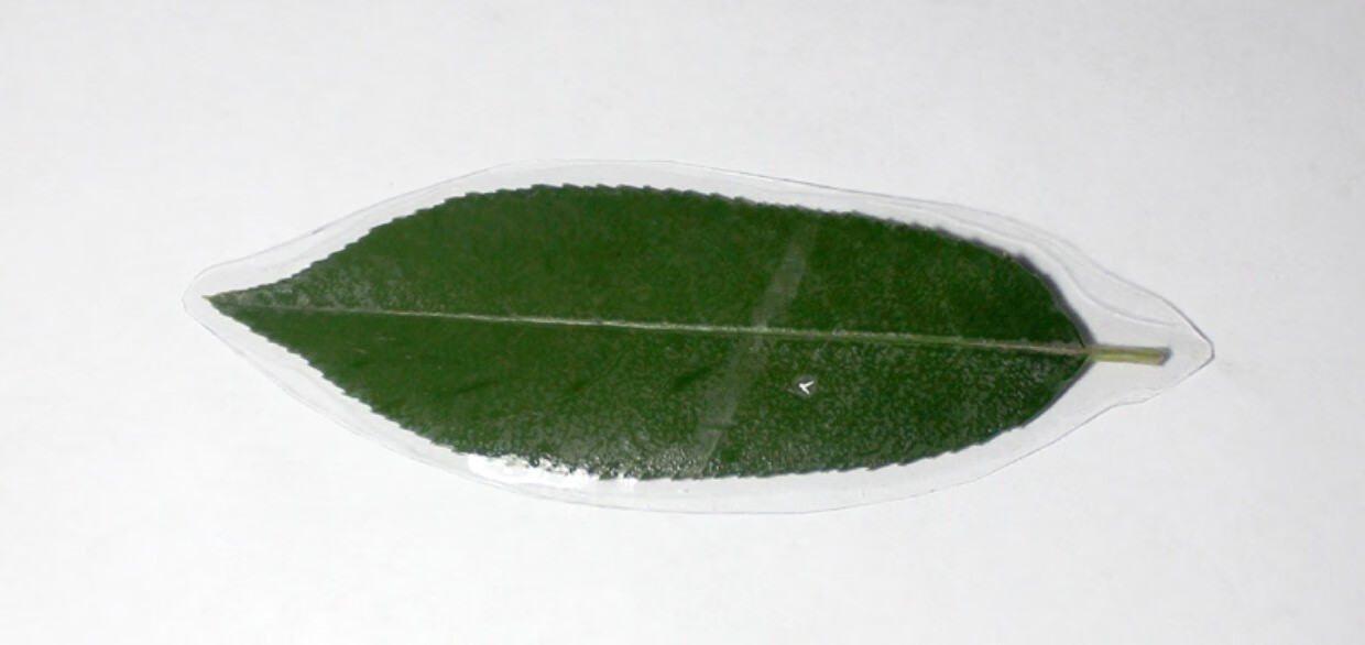 植物标本塑封膜冷裱膜a3a4a6手工diy制作照片植物书签冷表膜6寸 100张