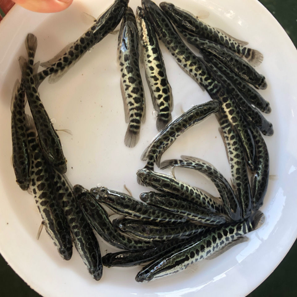 黑魚苗活體魚淡冷水養殖生魚魚苗財魚魚缸觀賞雜交烏鱧