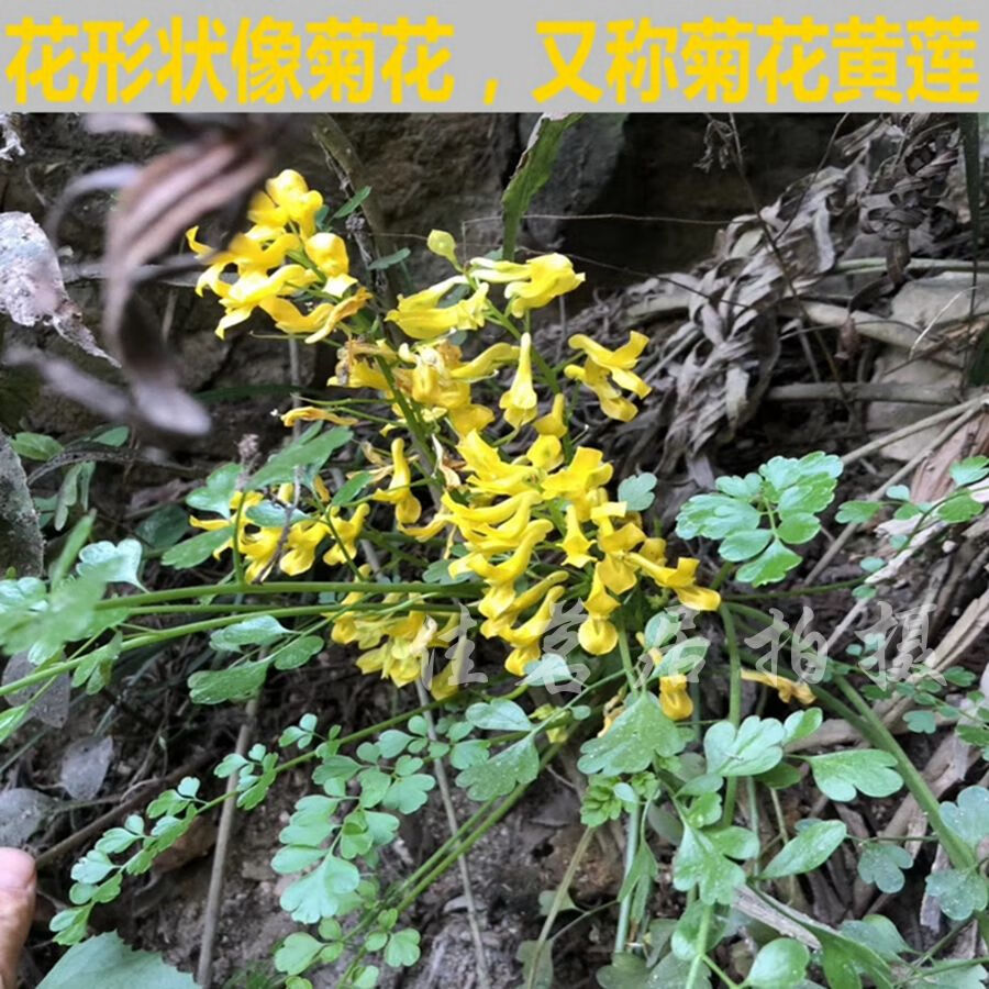 岩黄连 岩黄莲根 岩胡 岩连菊花黄连土黄连 实惠装:250克【图片 价格