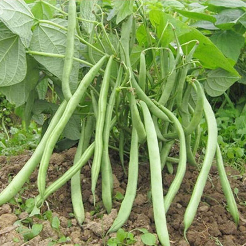 四季架豆种子四季豆芸豆豆角无架豆春秋供豆无筋豆四季蔬菜阳台庭院种植可以盆栽大紫袍架豆紫色四季豆种子克 袋 图片价格品牌报价 京东