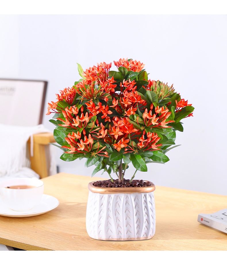 龙船花绣球盆栽带花植物室内花卉仙丹花好养易活阳台庭院观花绿植