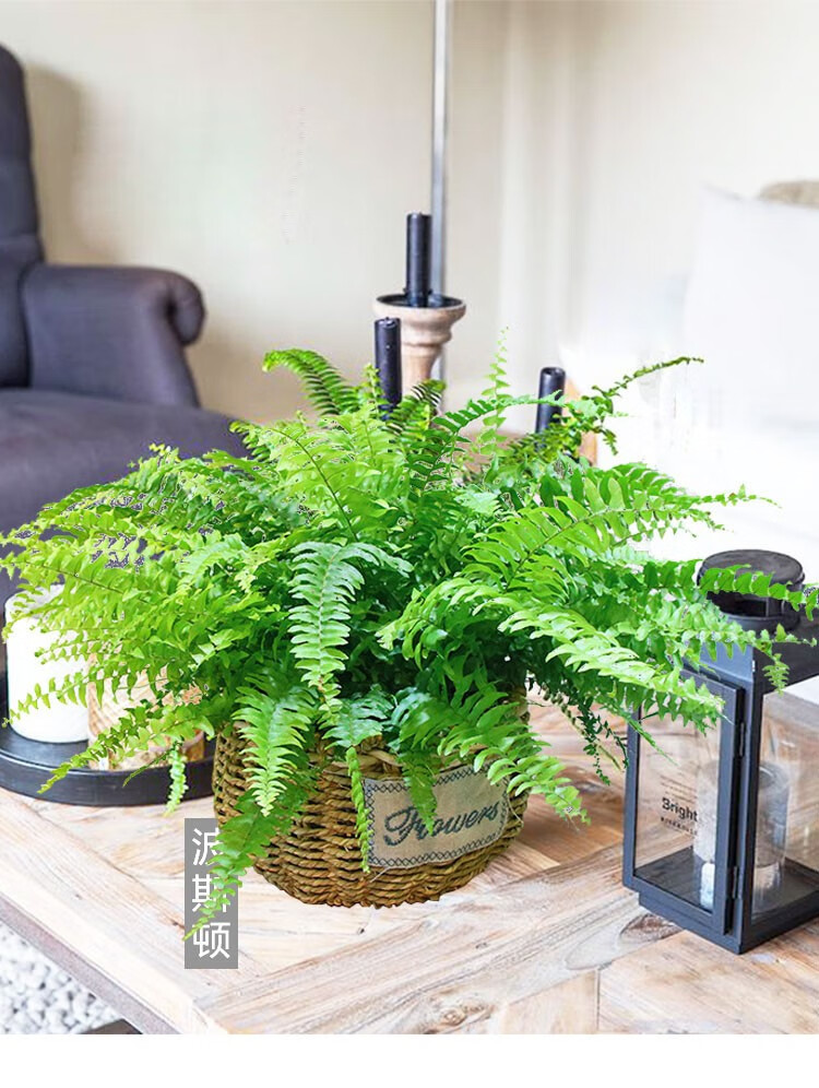 (chushi)初石波斯顿蕨盆栽 室内好养耐阴绿植办公室植物室内客厅桌面