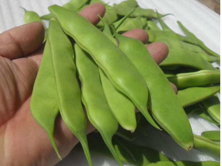正宗东北油豆角九月青【发顺丰】现摘新鲜蔬菜油豆角 2斤【图片 价格