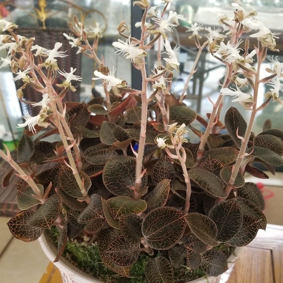 野生金线莲苗金钱草花种子瓶苗花卉盆栽植物室内好养绿植盆栽 铁皮2年