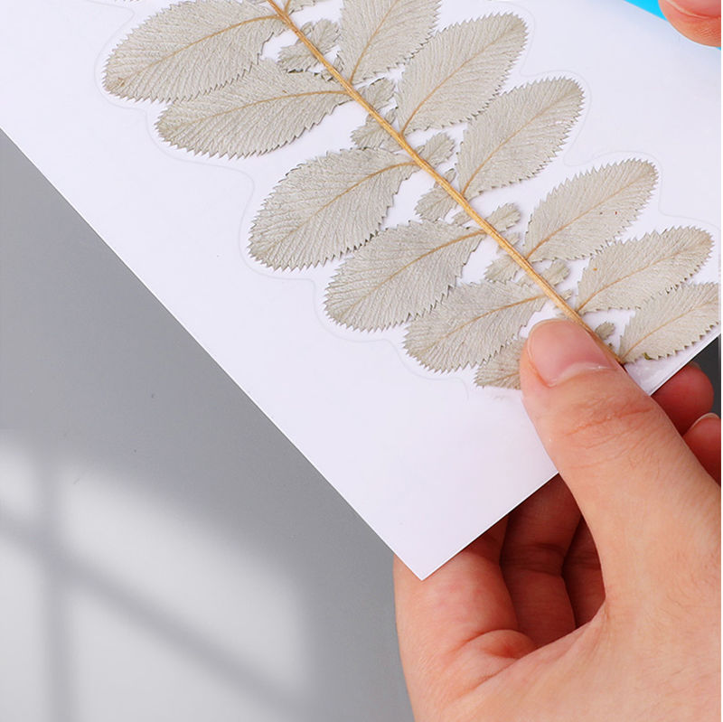 标本塑封膜冷裱膜树叶标本植物书签膜手工自粘小卡照片透明光面膜塑封