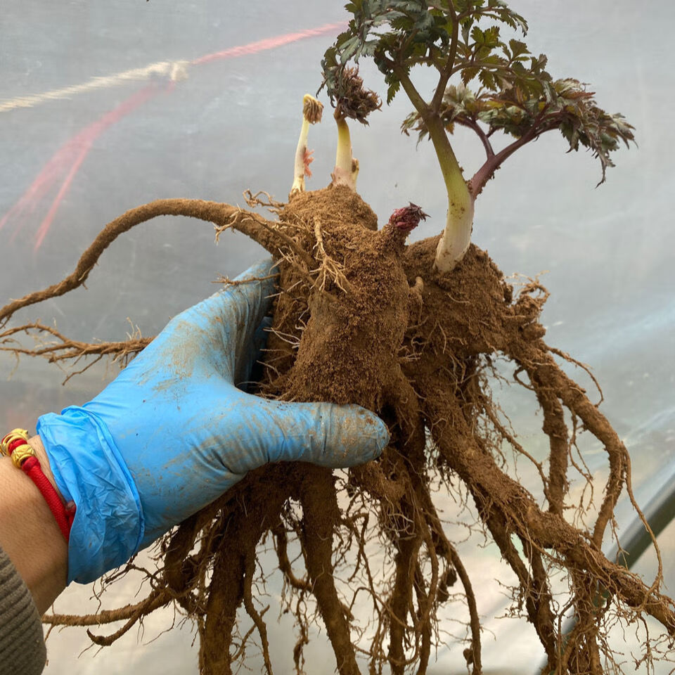 江影清现挖新鲜当归苗 可盆栽地栽鲜活带芽当归根苗 已成活 成品大苗