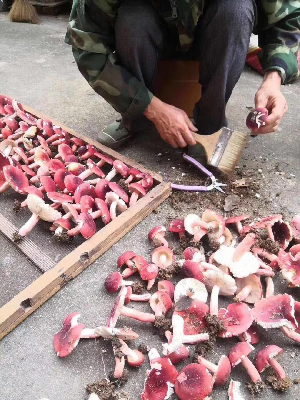 福建武夷山紅菇野生紅菇紅蘑菇乾貨紅菌乾貨滋補月子菇產地價 野生