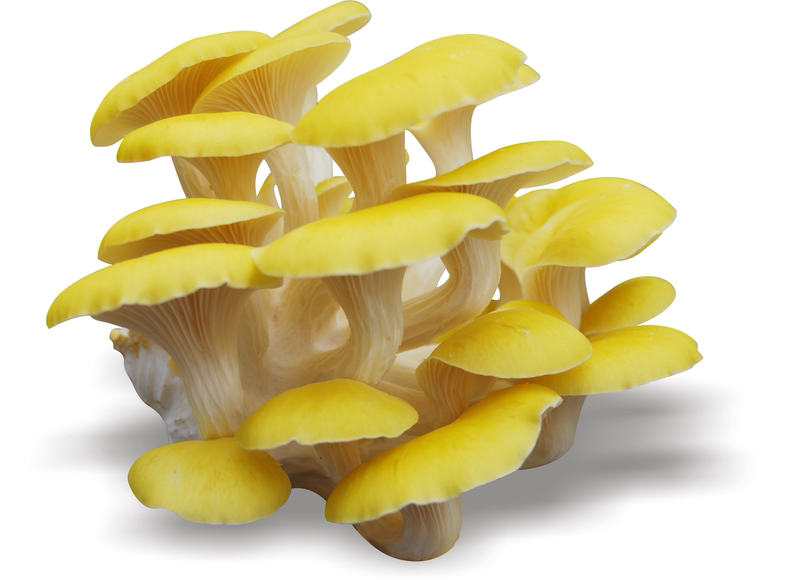 彩之密 东北特产榆黄蘑干货长白山特产黄金菇干鸡油菌一斤 1000g