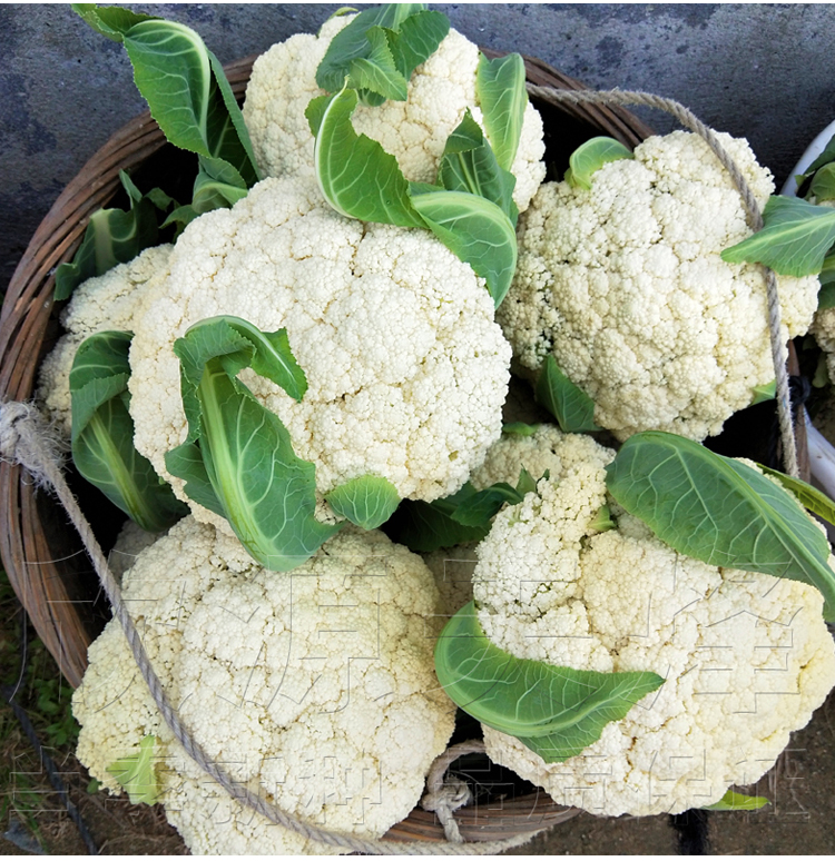 青梗松有機花菜種籽苗四季春季高產菜花花椰菜蔬菜種孑子田園農家