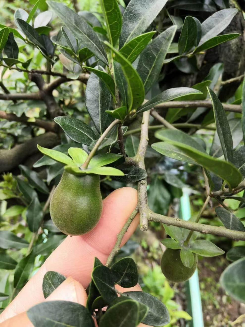 花姬四川金彈子盆景金彈子母苗可掛果帶造型綠植花卉四季常青結果母苗