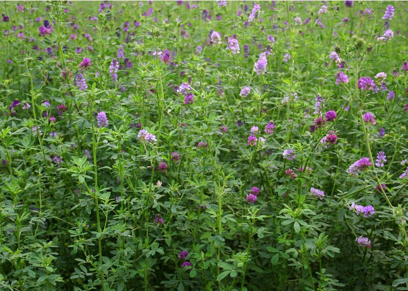 牧草种子南方 北方紫花苜蓿种子草籽养羊牛兔耐寒耐旱耐热巨人201 中