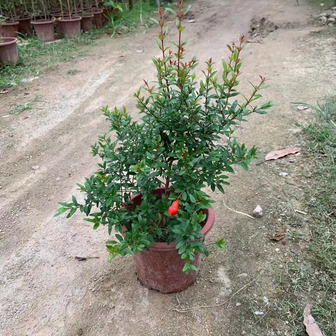 江影清潮汕喜庆红花石榴花仙草抹草小槐花阳台庭院盆栽带土发货 仙草