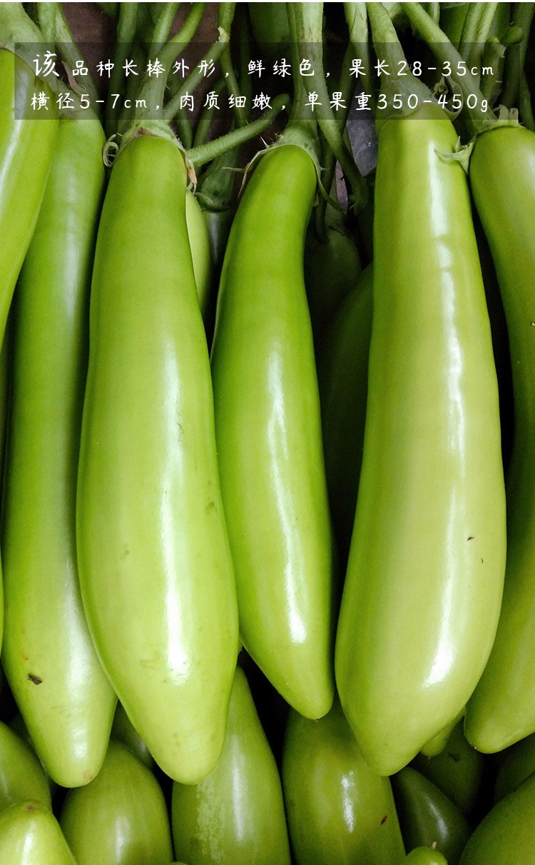 农之子青茄子种子绿茄子秧苗绿长茄种子200粒简装