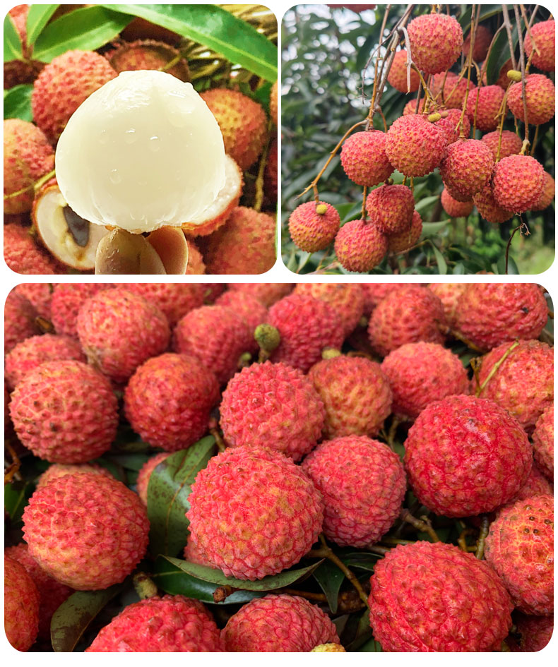 【顺丰空运】广东从化桂味荔枝 新鲜水果纯甜当季孕妇荔枝 现摘发货