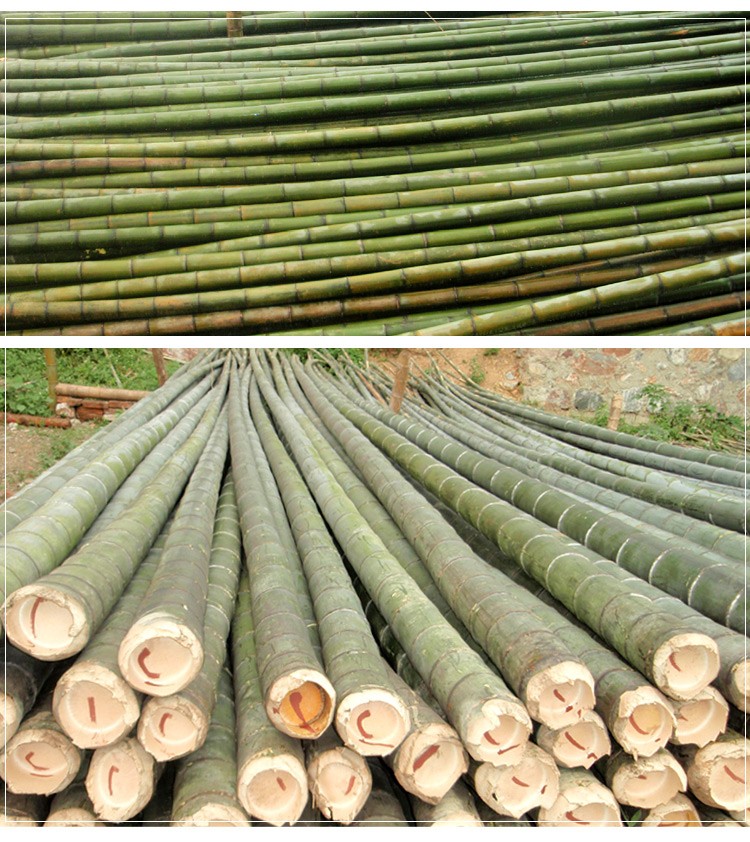 粗竹竿野生老毛竹竹筒毛竹竹子竹竿每根单价粗7公分2米长