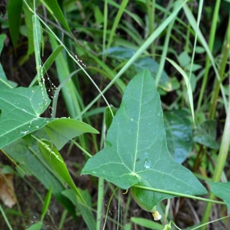有仁堂云南地道中草药材新鲜整棵叶子带根发货 100g新鲜 野生茅瓜 100