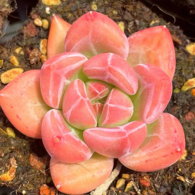 定制2022款多肉多肉植物红酒香槟白夜香槟q橙果冻多肉耐寒室内办公室