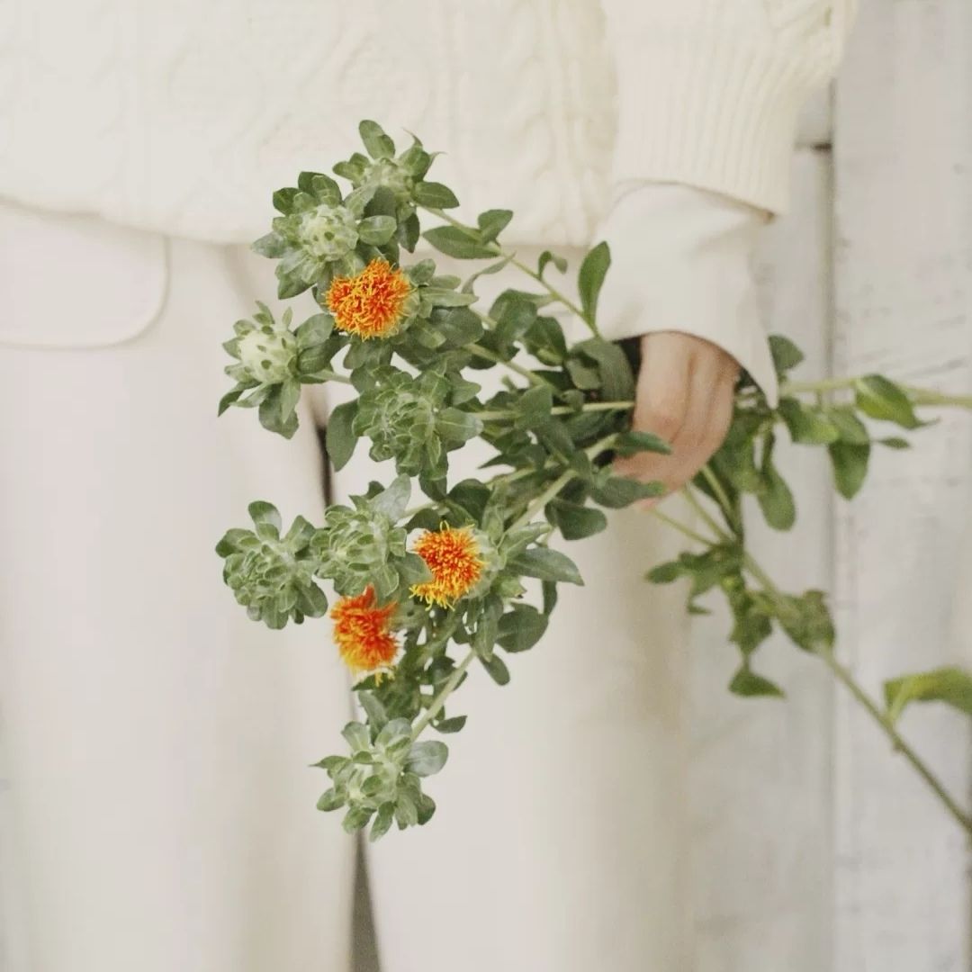 橙菠萝菊鲜花真花ins简约天然干花干燥花橙菠萝插花搭配家居装饰 橙