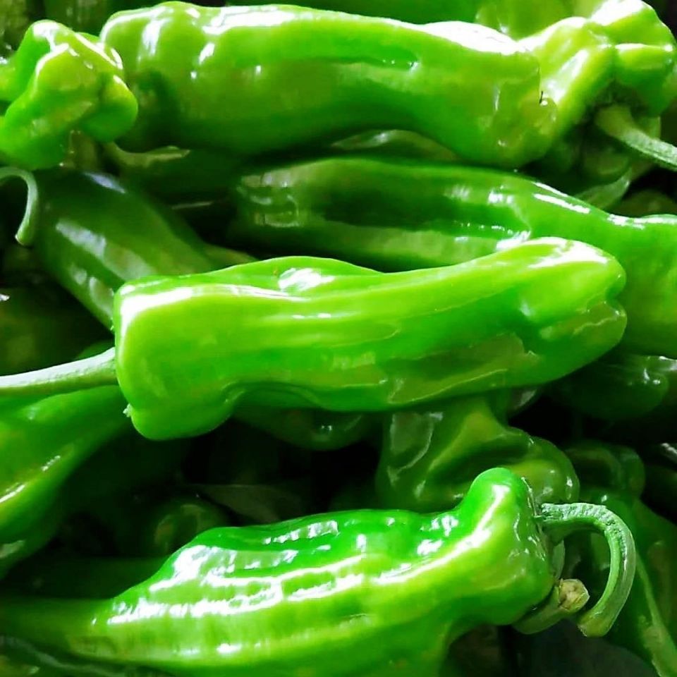 新鲜薄皮微辣虎皮青椒新鲜薄皮蔬菜整箱 薄皮青椒3斤装【图片 价格
