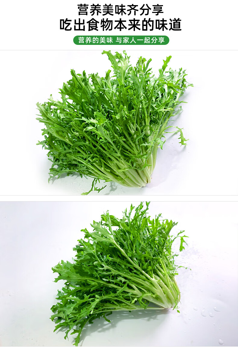 苦菊新鲜新鲜苦苣菜250g500g苦细叶生菜蔬菜沙拉食材色拉菜轻食健康餐