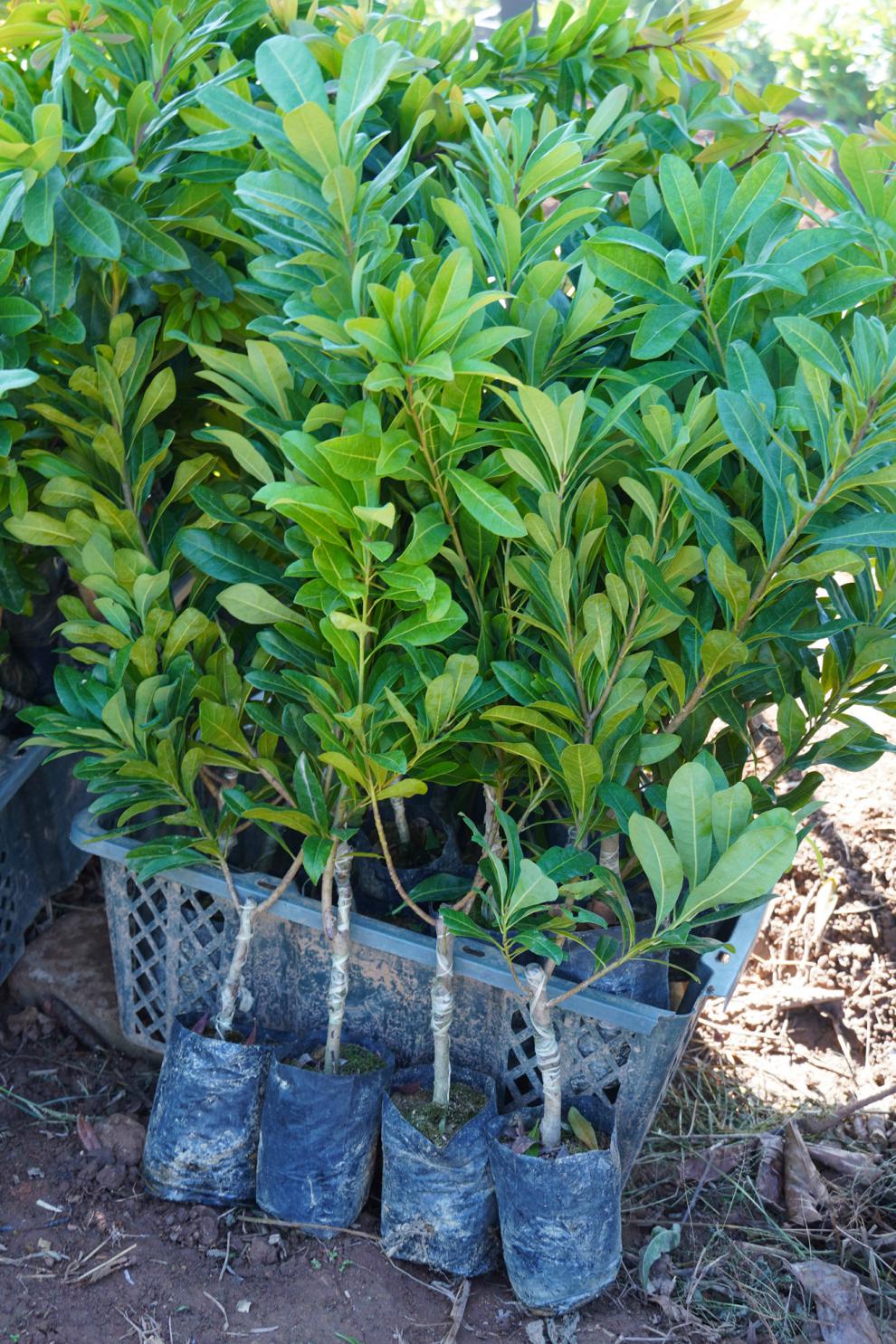 杨梅树带土带叶苗嫁接早熟迟熟特大南方果树苗六月杨