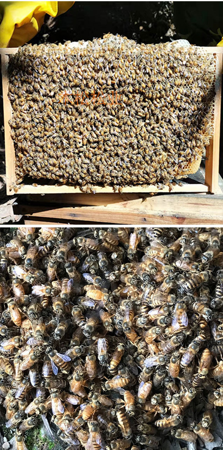 中华蜂蜂群活体蜜蜂蜂群土蜂中蜂带子脾活群家养蜜蜂活体出售一脾笼蜂
