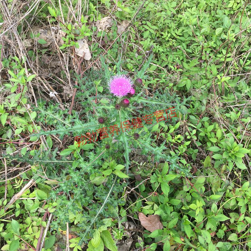 康中尊新鲜大蓟根刺儿菜猪姆刺虎蓟马蓟野红花鸡项草500g