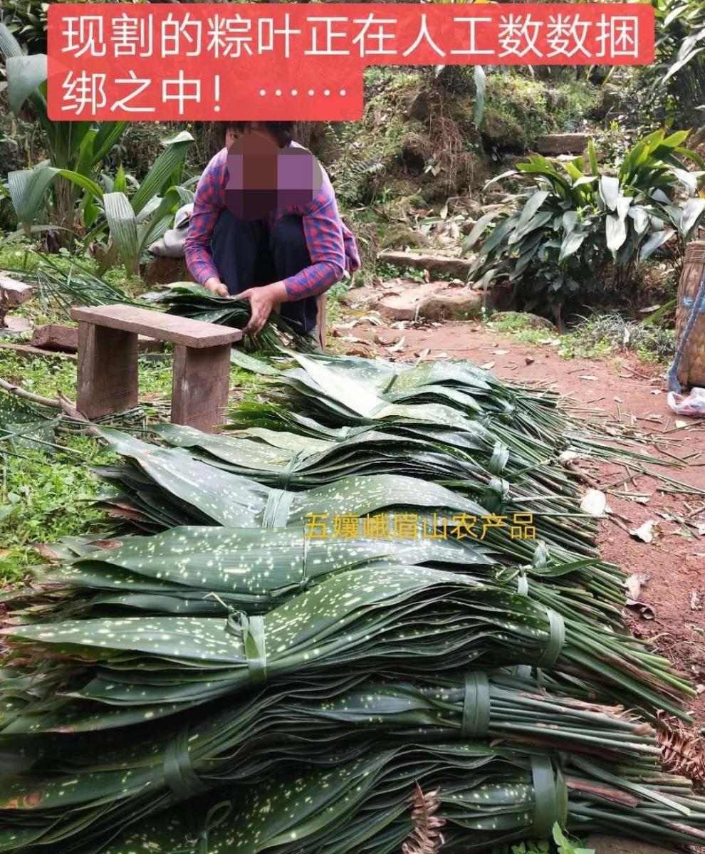 新鮮大粽葉四川花粽葉包粑葉子下單就送捆綁繩100張銅錢花大號棉線