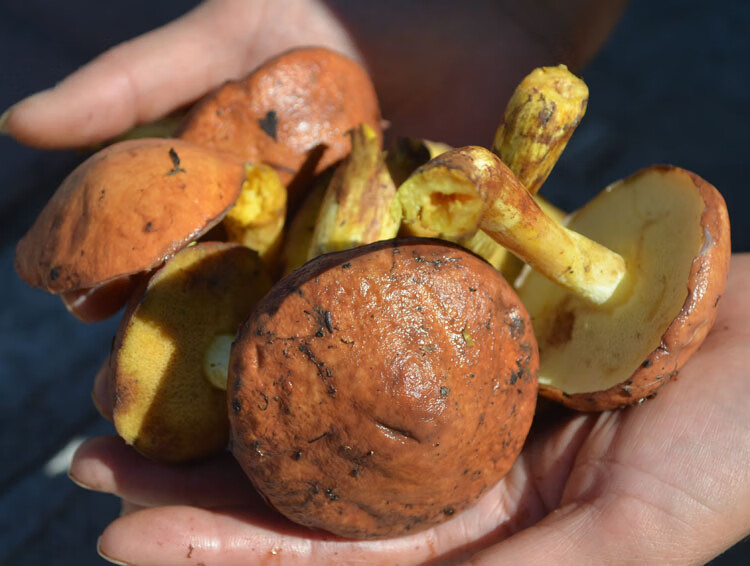 5折 2021新东北特产野生松蘑菇500g松菇粘蛾子松蛾粘团子烘干干货