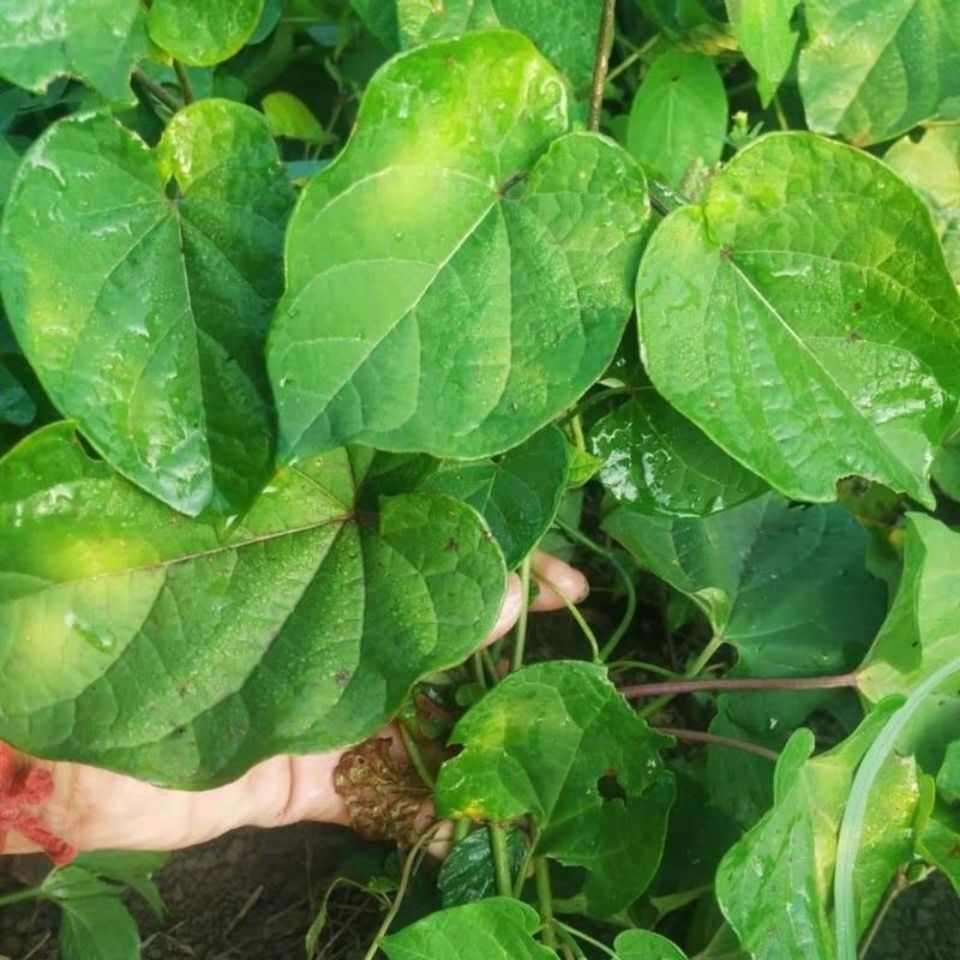 有仁堂 贵州省野牲制白首乌片中草药材白人参牛皮消飞来鹤隔山消500g