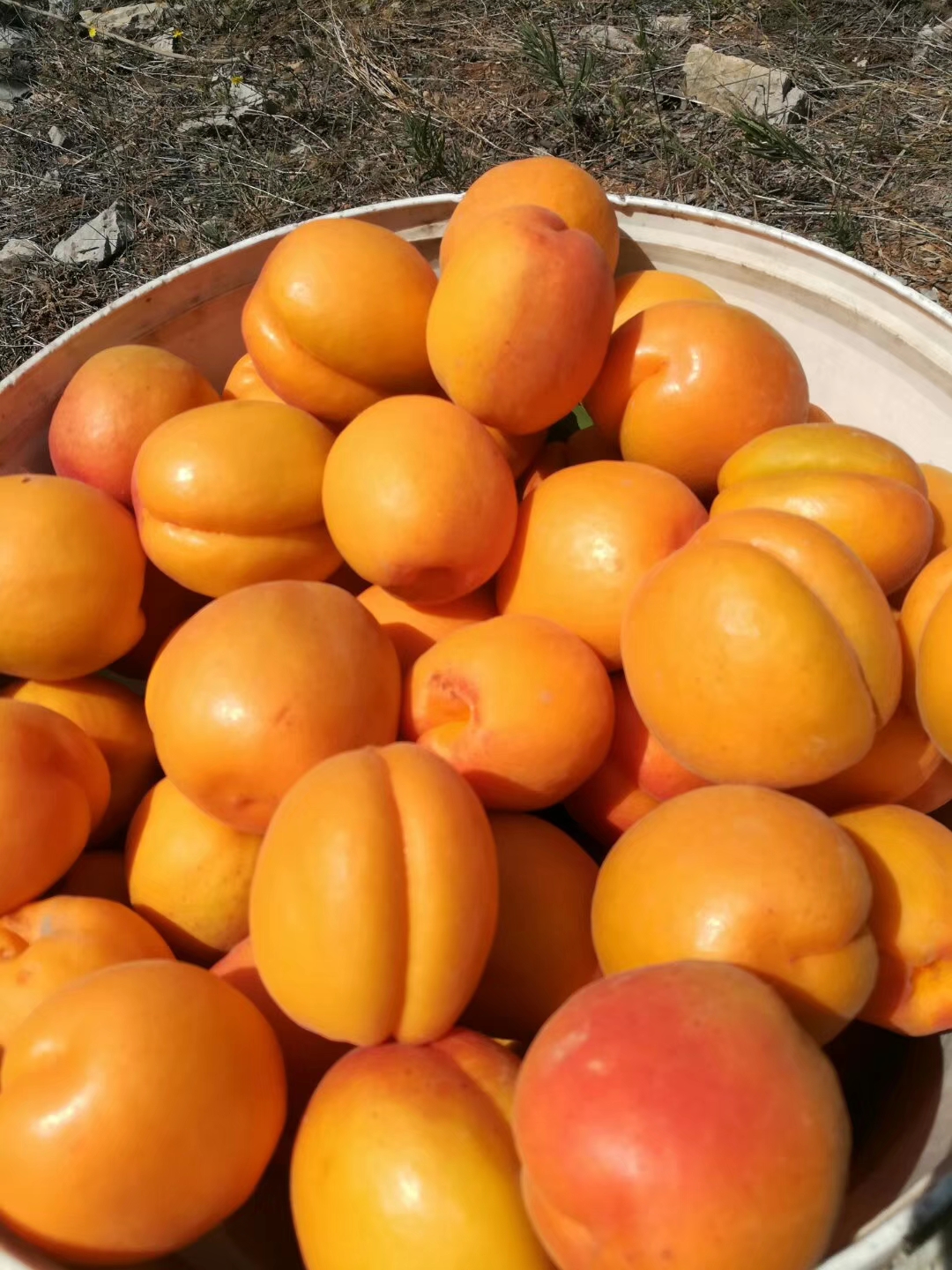 大黄杏子新鲜水果5斤 现软甜油杏特产当季水果现摘时令生鲜杏 1500g
