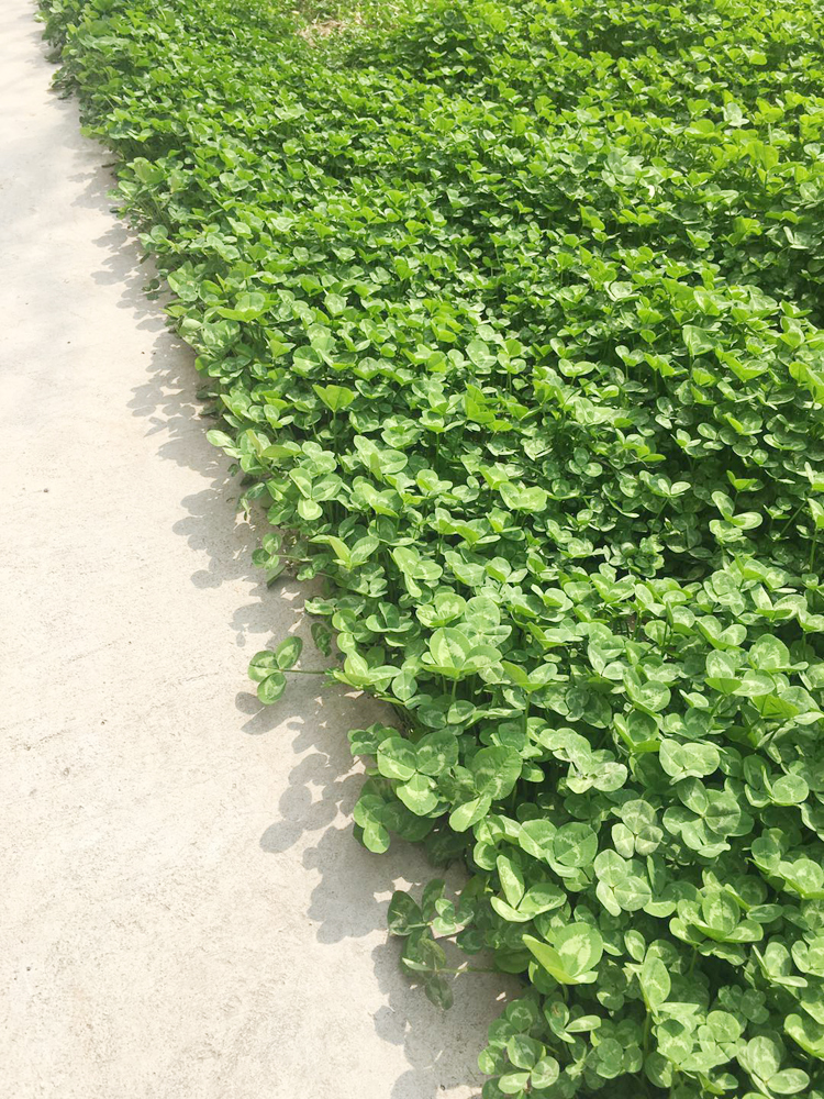 幽情谷 白三叶草种子红三叶草种子进口草籽四季青草坪种子牧草种子花