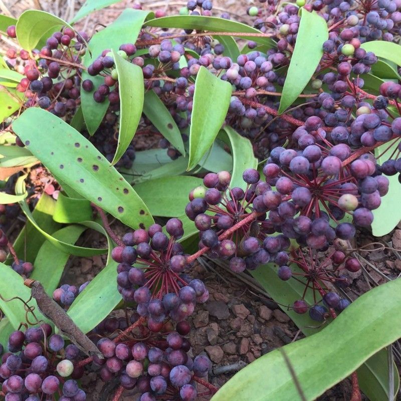 土茯苓种子 新采土茯苓种子 茯苓树籽红土苓冷饭团50g 红肉土茯苓50g