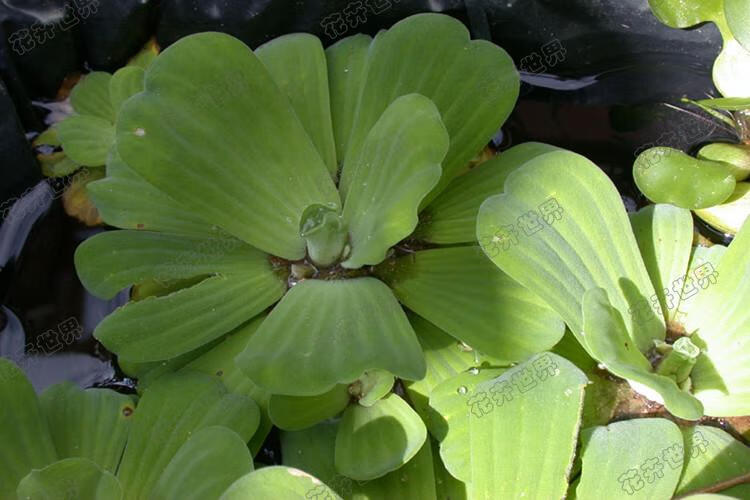 水生花卉植物 大薸 水浮莲 水芙蓉 装饰鱼缸假山喷泉池塘 绿色一棵 不