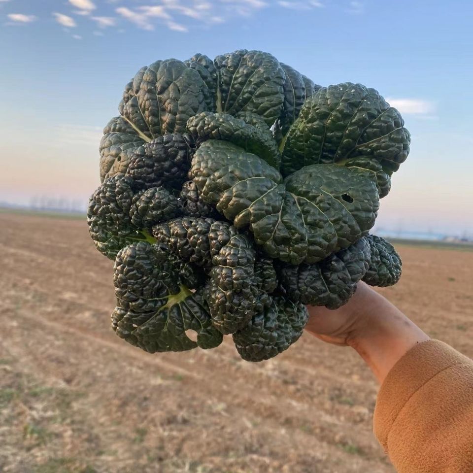 矮脚黑白菜新鲜蔬菜黑叶白菜乌塌菜黑心乌菜菊心菜乌白菜霜冻青菜黑白