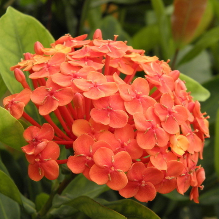 龙船花 龙船花苗 大叶龙船花品种 高约15-20厘米黄 粉红3色 大叶红花