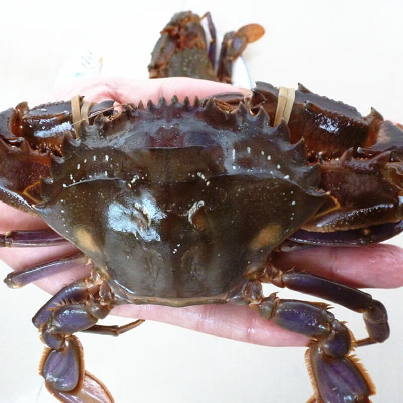 野生大红腿鲜活赤甲红螃蟹新鲜石夹红火燎蟹子海蟹两只装连云港海鲜