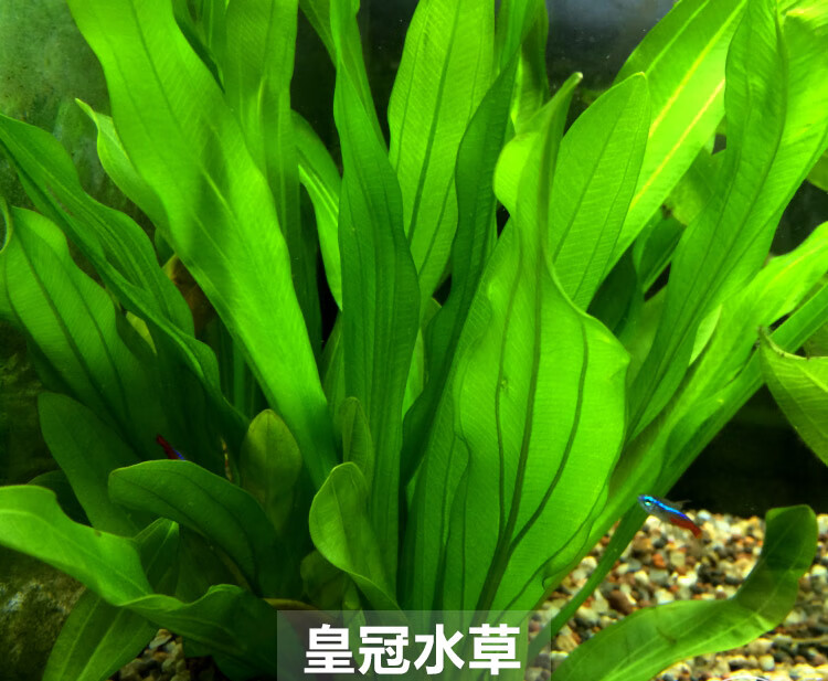 鱼缸真水草水族箱造景装饰活体植物中后背景草皇冠绿菊水榕蜈蚣草水榕