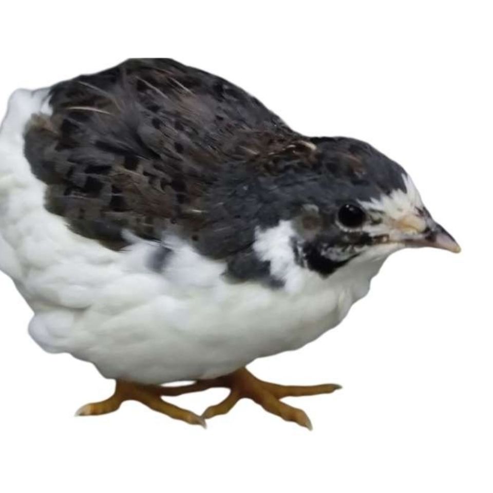 宠物观赏下蛋芦丁鸡全色系包活包健康成年活体好养 原色2公2母【图片