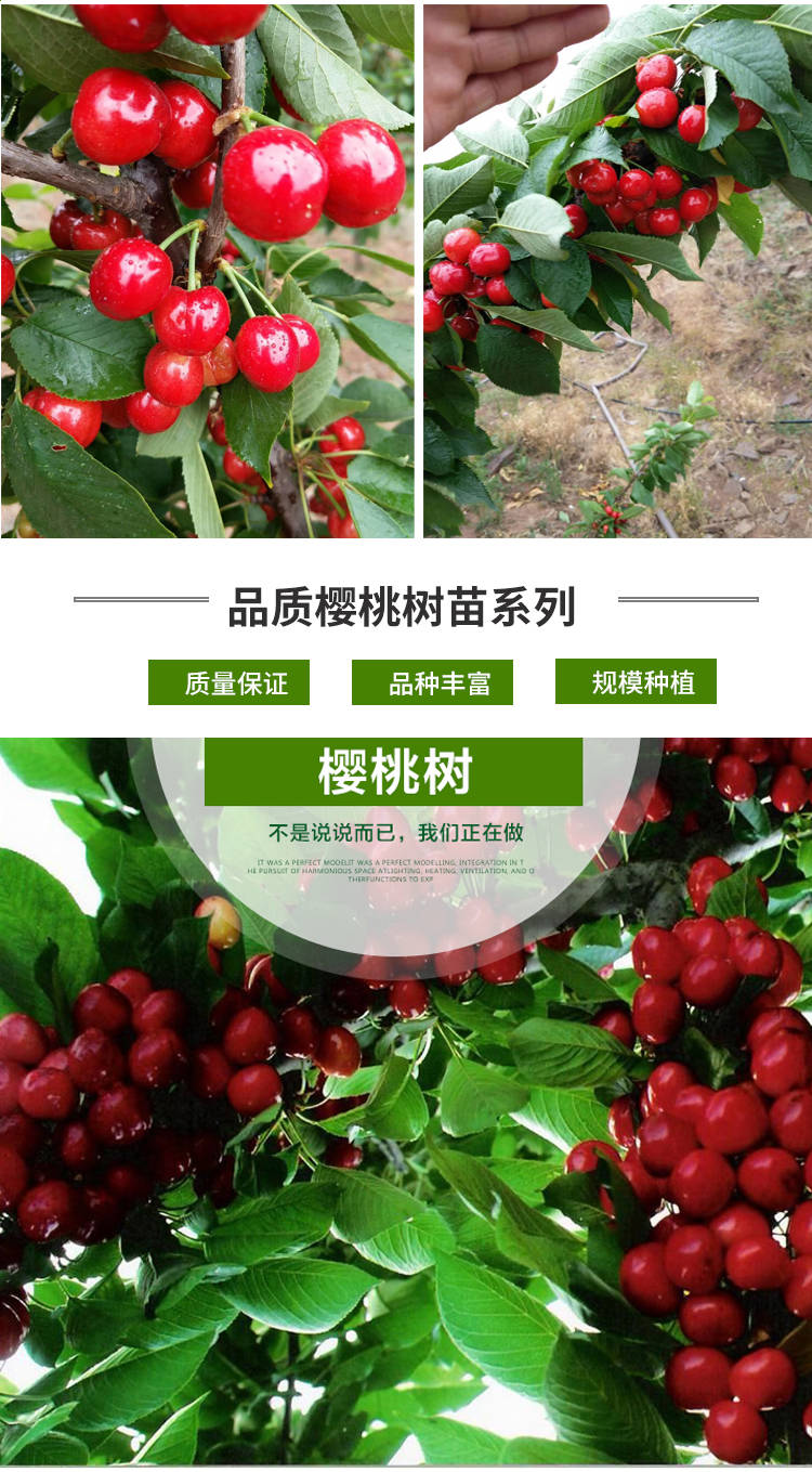 苗果树苗盆栽地栽樱桃树苗车厘子苗南北方种植苗当年结果 【黑兰特】