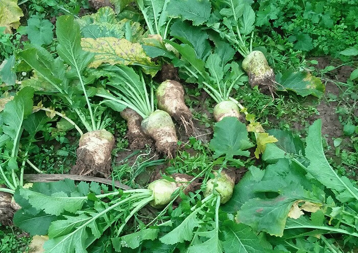 香馜新鮮大頭菜四川特產宜賓辣菜絲鹹兒菜芥菜疙瘩蔬菜娃娃菜5斤 2500