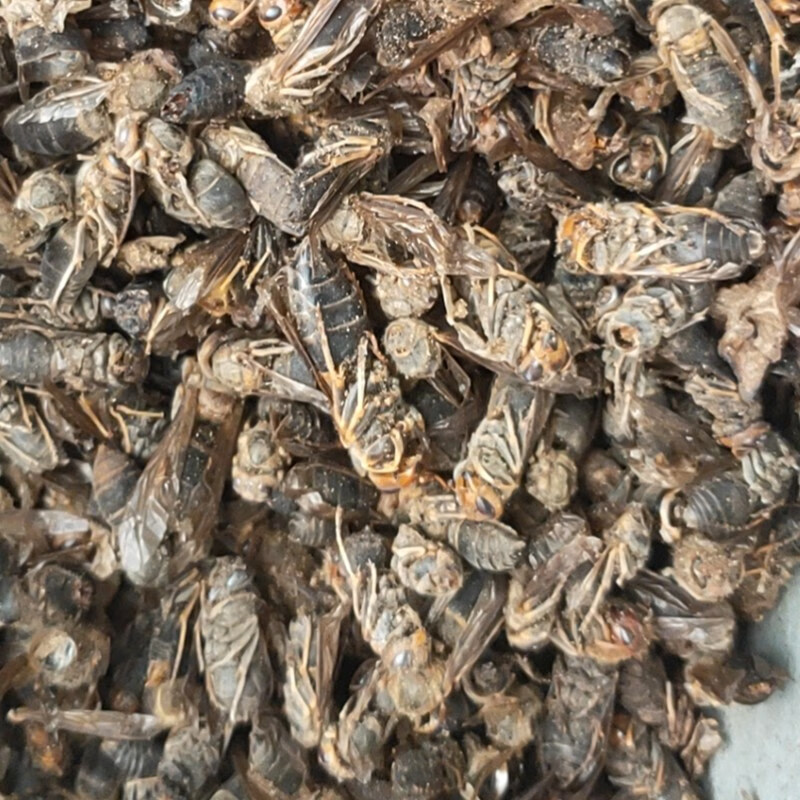 北京同仁堂 马蜂干 中药材泡酒大黄蜂500g 葫芦蜂 内廷上用【图片