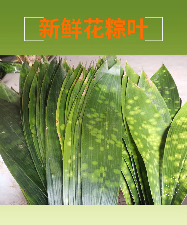 四川花粽叶端午粽子叶子现割新鲜粽叶一叶兰包粽子的叶子华海春 50张